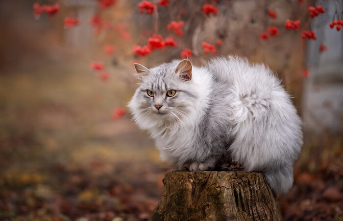 Fluffiest-Cat-Breeds.jpg