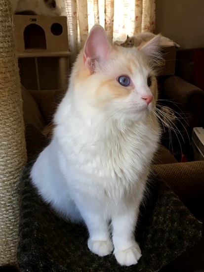 Cream-BiColor-Ragdoll-Kitten.jpg