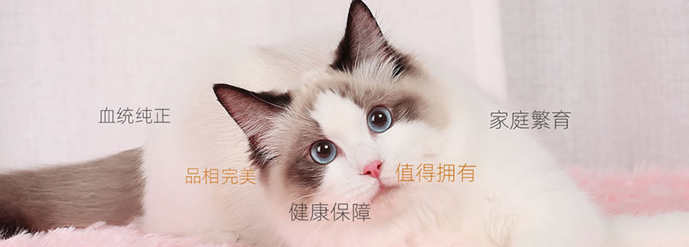 买布偶猫找天津布偶猫猫舍 V：13920026480